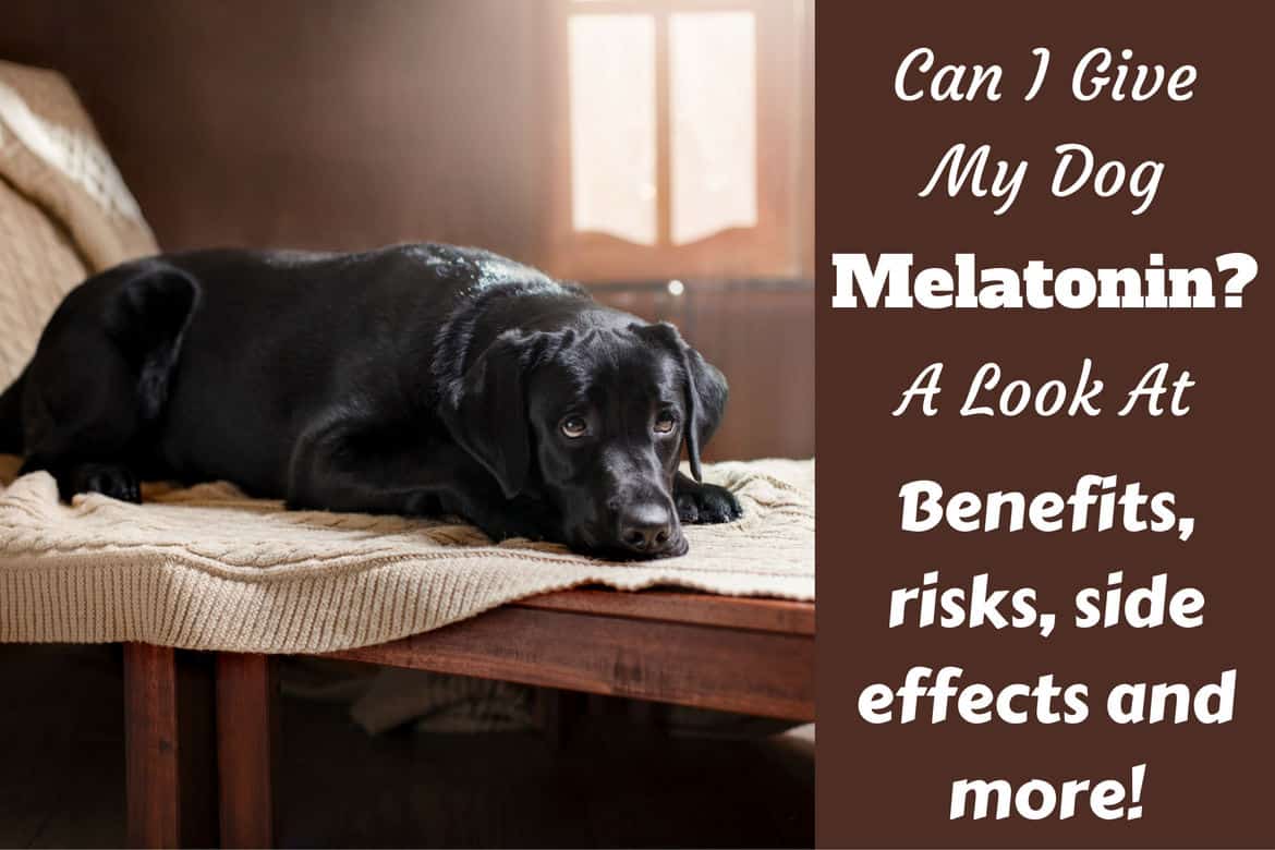 can i give my dog melatonin for anxiety