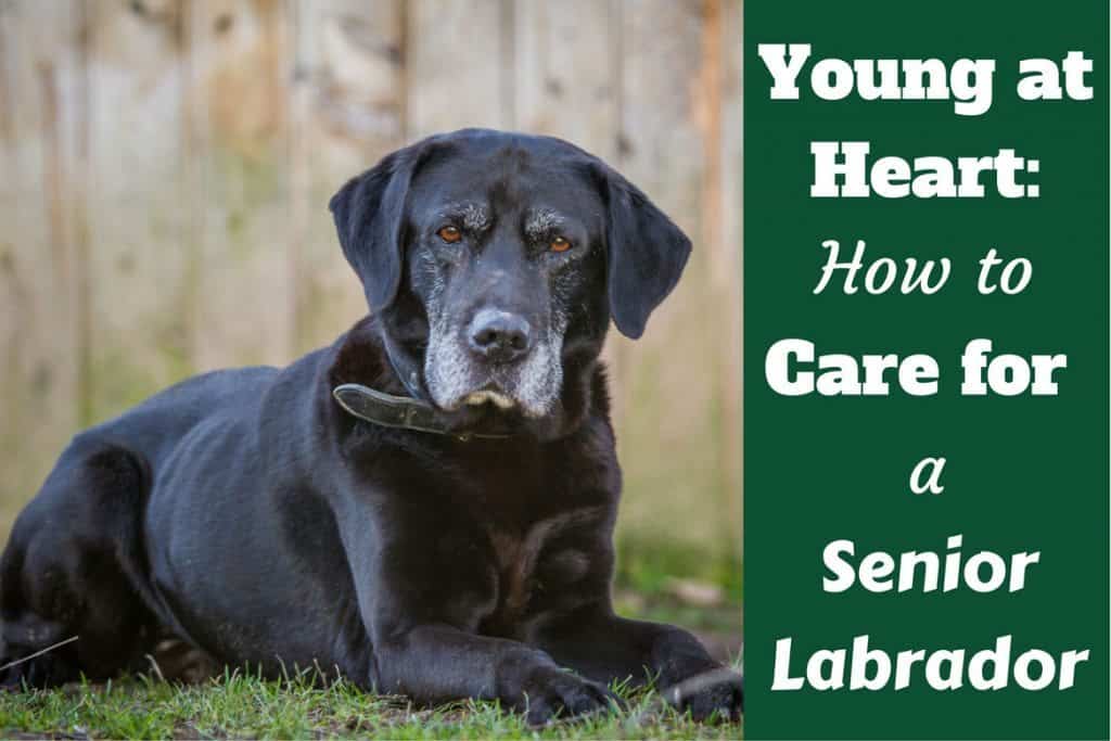 old black labrador