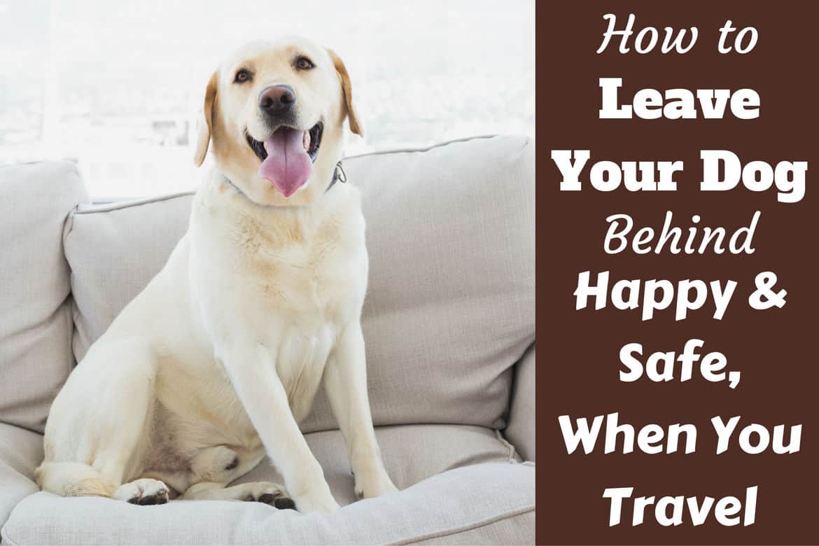 Leaving Your Dog Behind When You Travel 