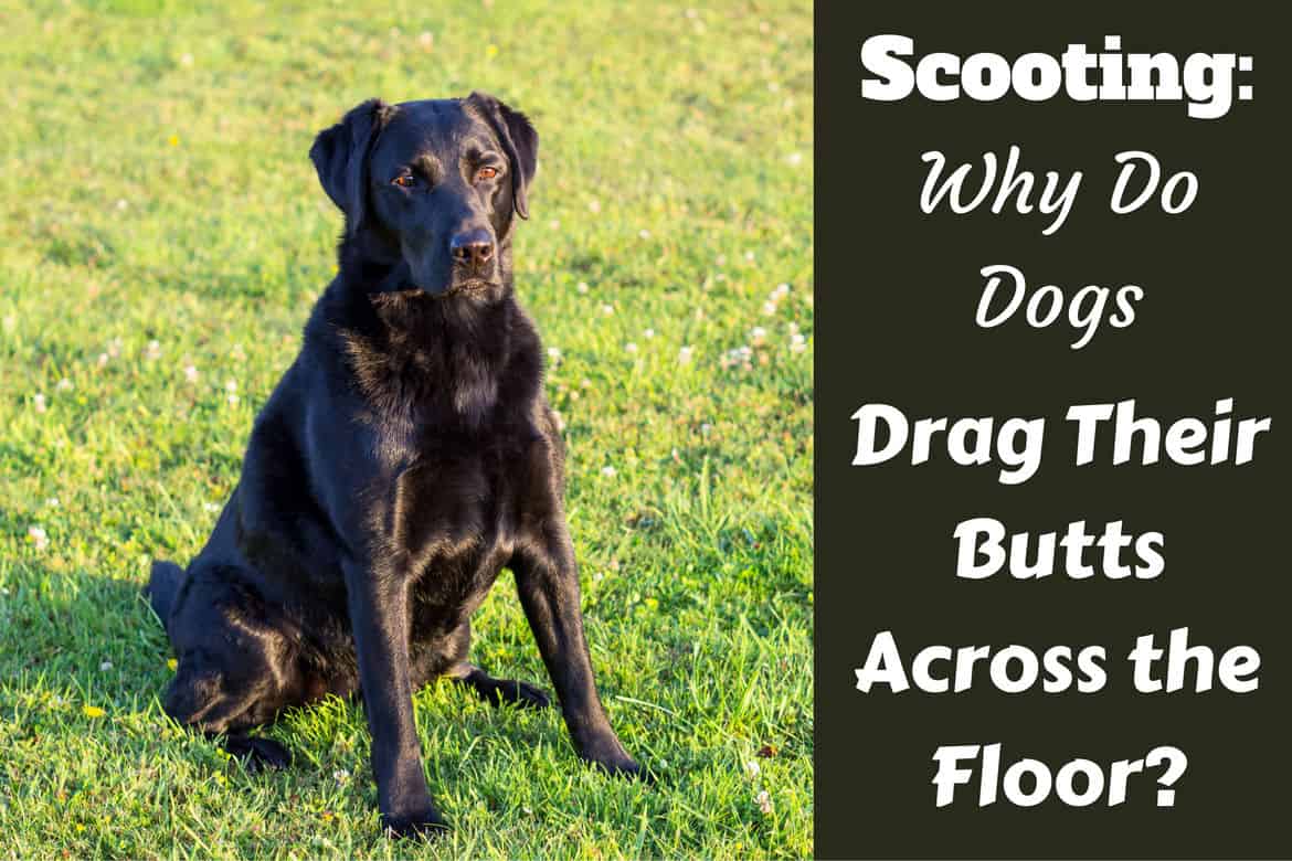 why do dogs scrape their bum on the floor