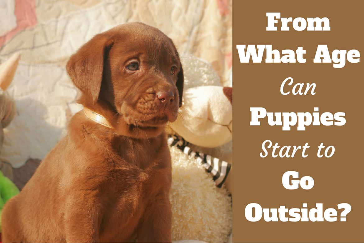 how old are puppies when they are weaned