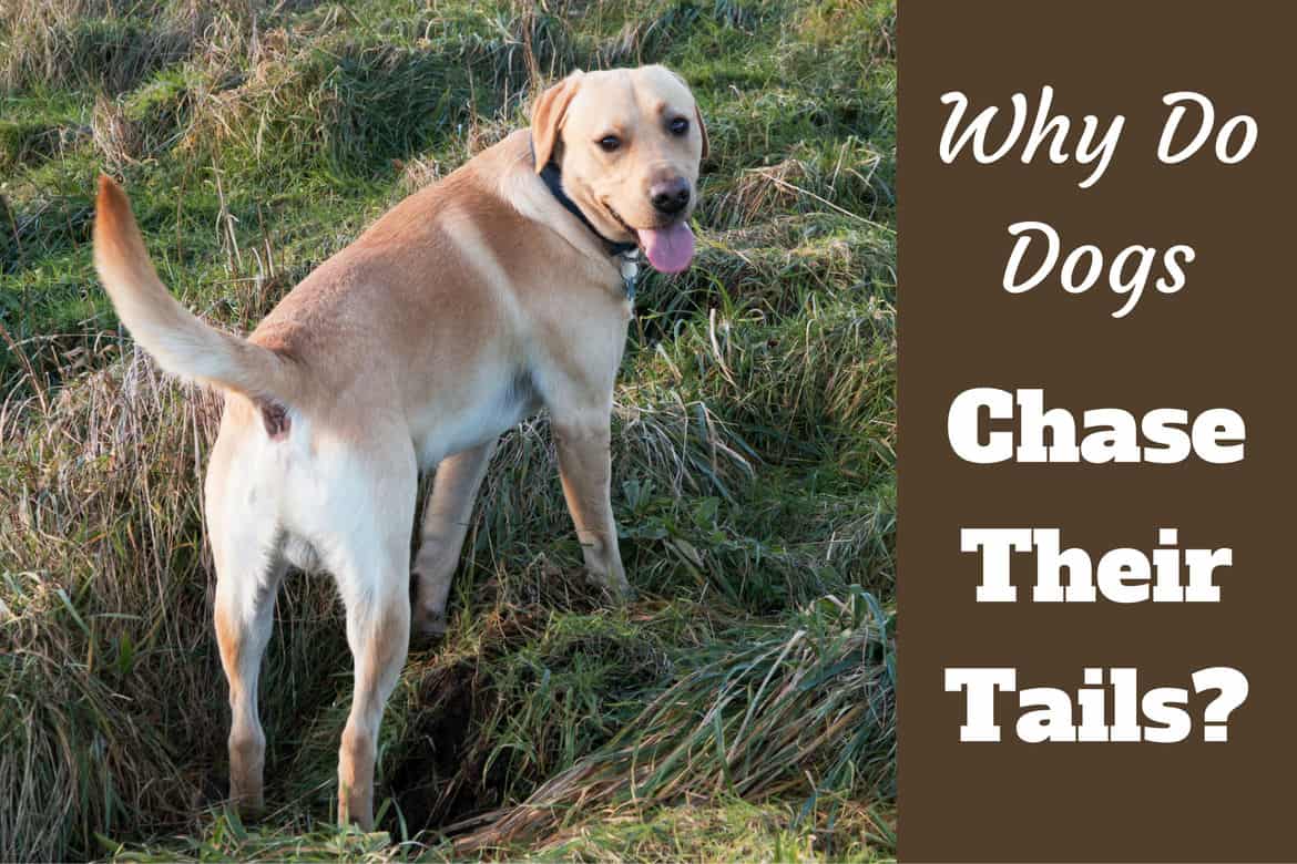 Why Do Dogs Chase Their Tails Is It Ever Anything To Worry About
