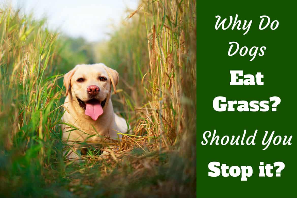 sick dog eating grass