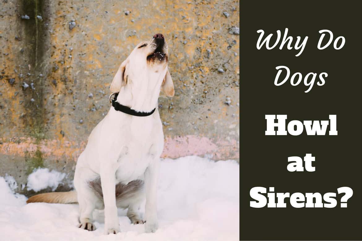 Why does dogs howl at sirens