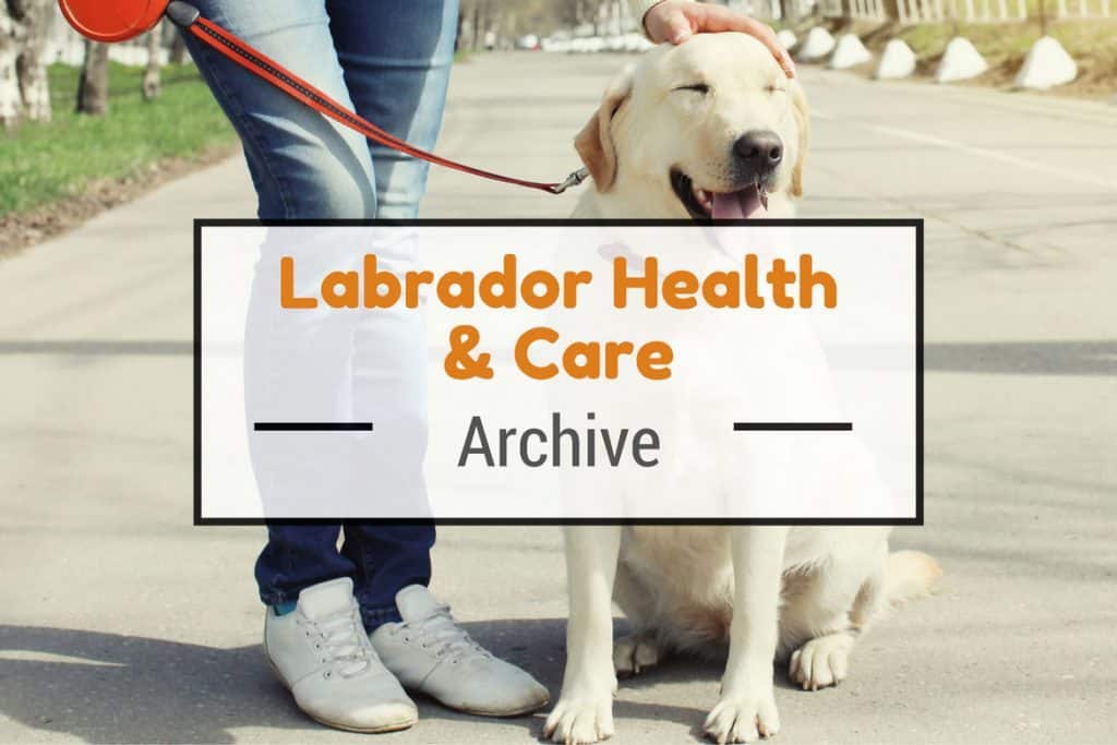 Labrador Health & Care