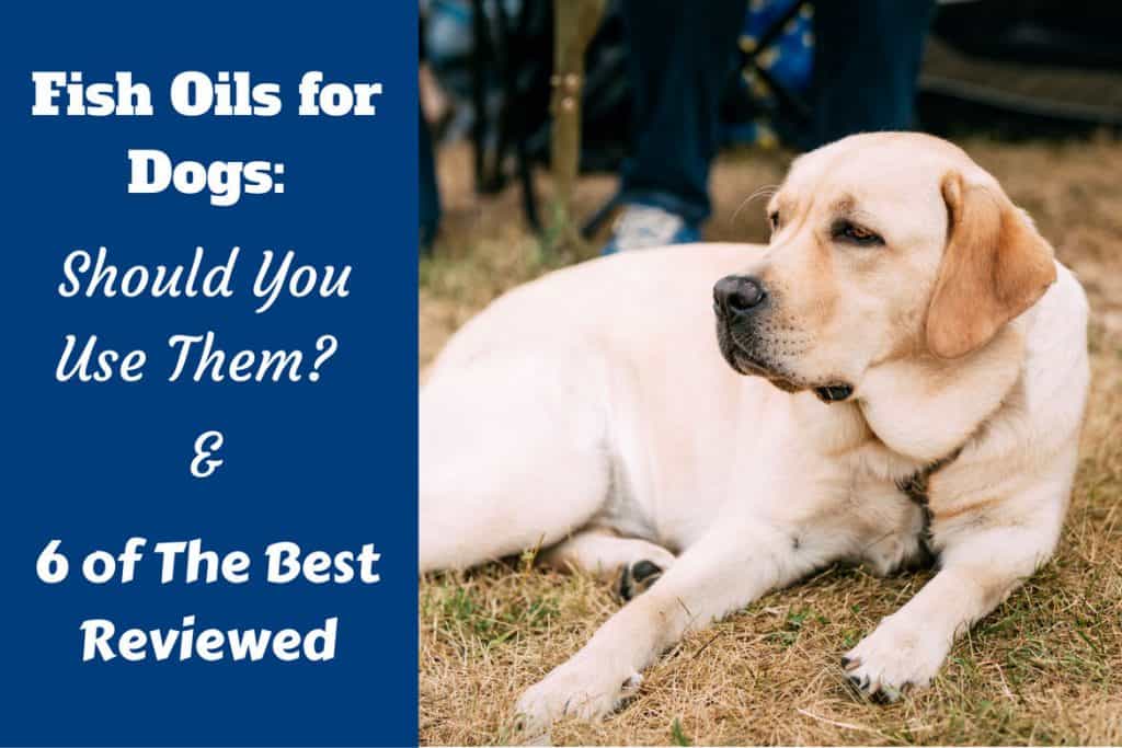 Best Fish Oil Supplements for Dogs - For Joint and Arthritis Care