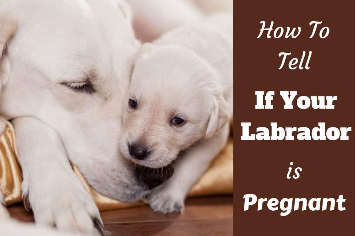 how do i know when my dog is pregnant