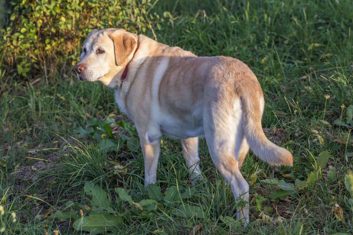 how to to come back when called recall how to your labrador to come back when called how to to come back when called recall how to your labrador to come back when called