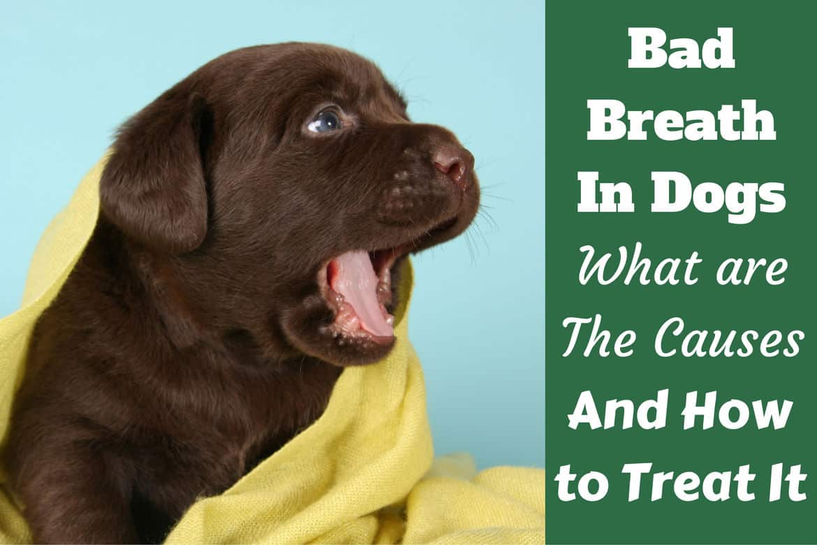 what causes bad breath in puppies