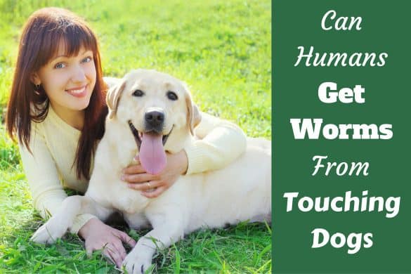 how dogs get worms guide to puppy proofing your home and garden how dogs get worms guide to puppy proofing your home and garden