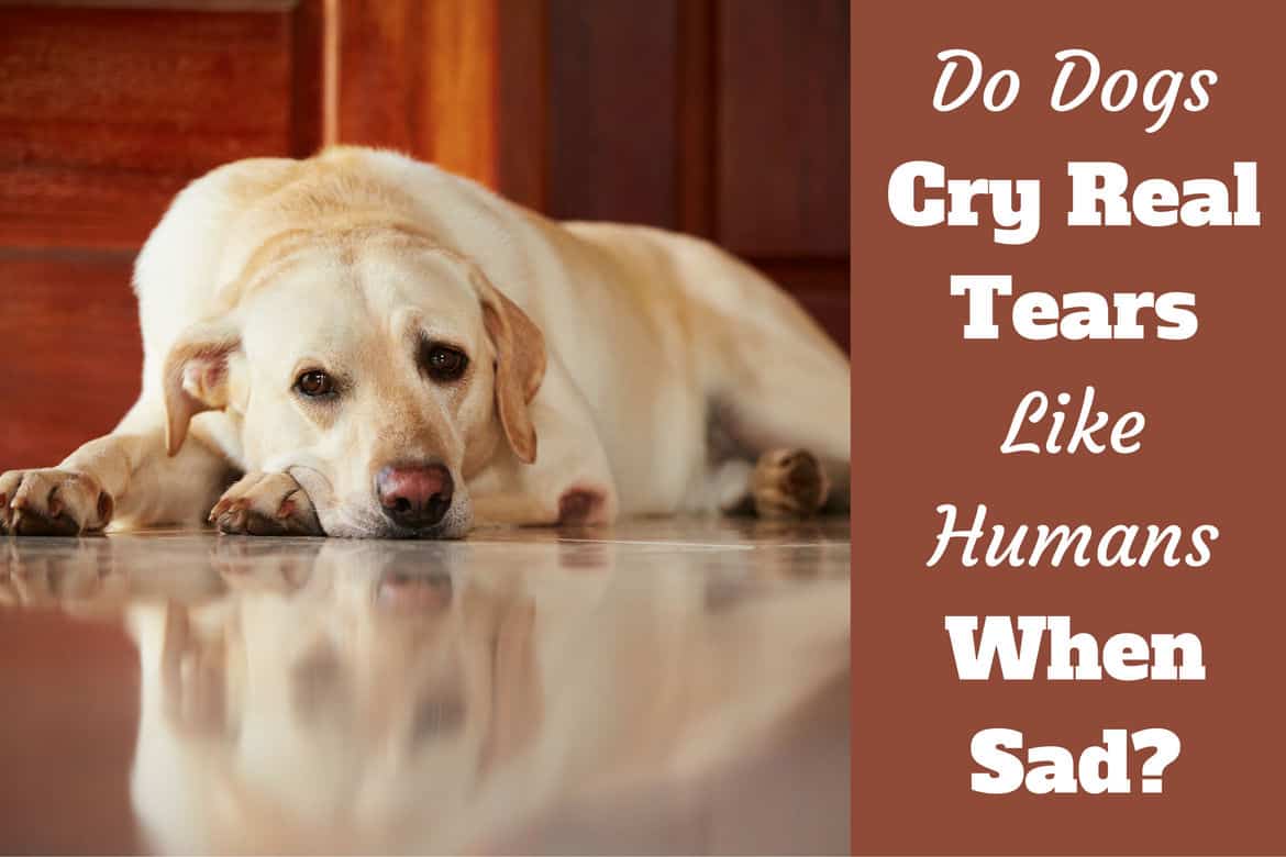 Why do dogs cry while they sleep