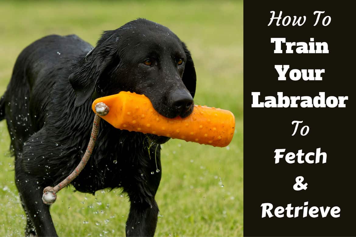 teaching your dog to play fetch