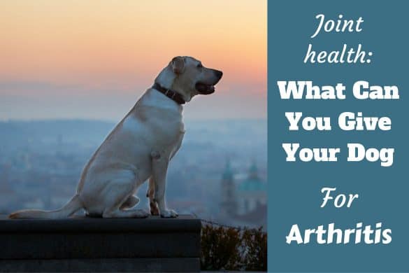 what to give dogs for arthritis black labrador retriever facts what to give dogs for arthritis black labrador retriever facts