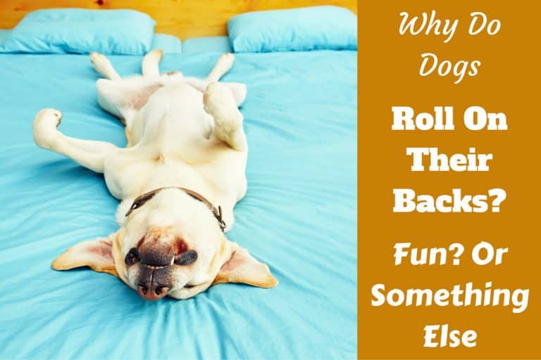 Why Do Dogs Roll On Their Backs? Fun? Or Something Else?