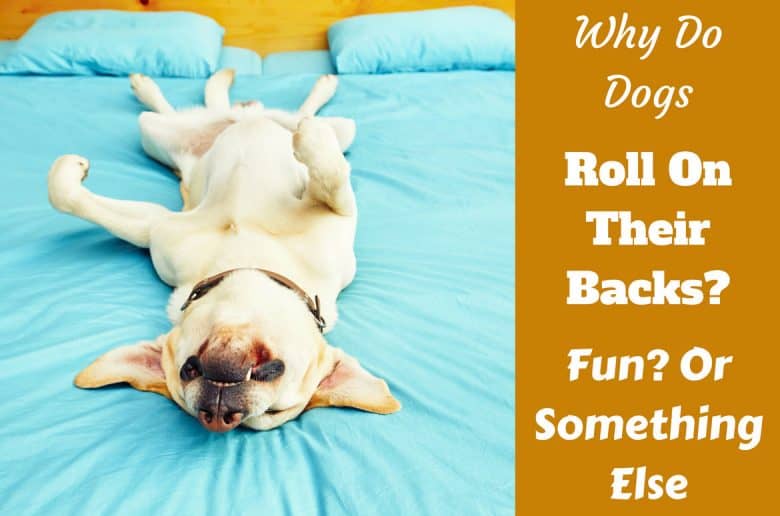 why do dogs bite their tails infobites archives labradortraininghq why do dogs bite their tails infobites archives labradortraininghq