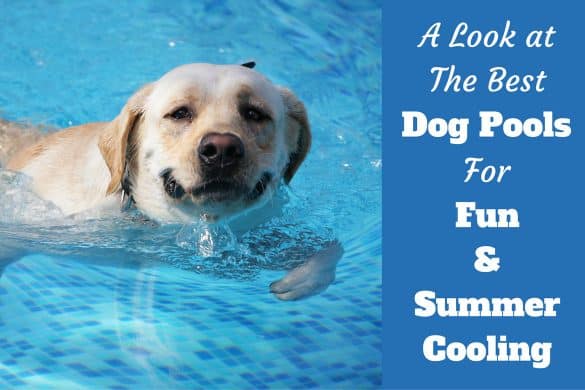 Above Ground Pool My Dog Can Swim In Above Ground Pool My Dog Can Swim In