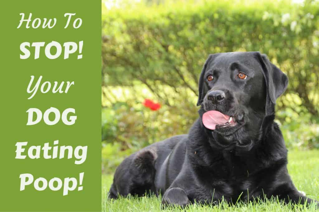 stop puppy eating own poop
