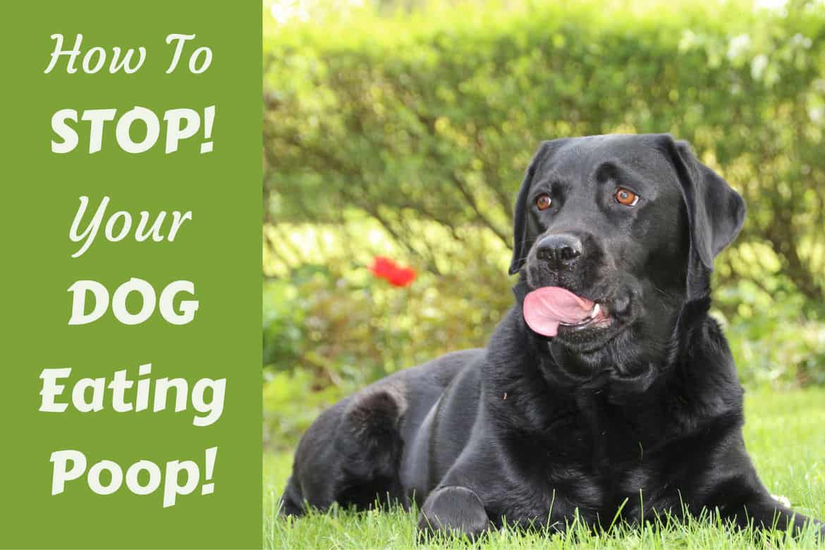 how to prevent puppy from eating poop