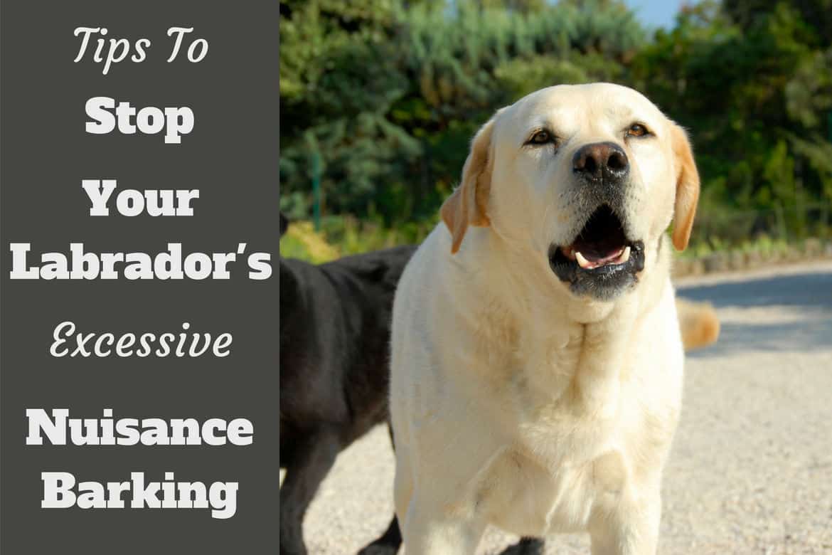 stop dog barking for food