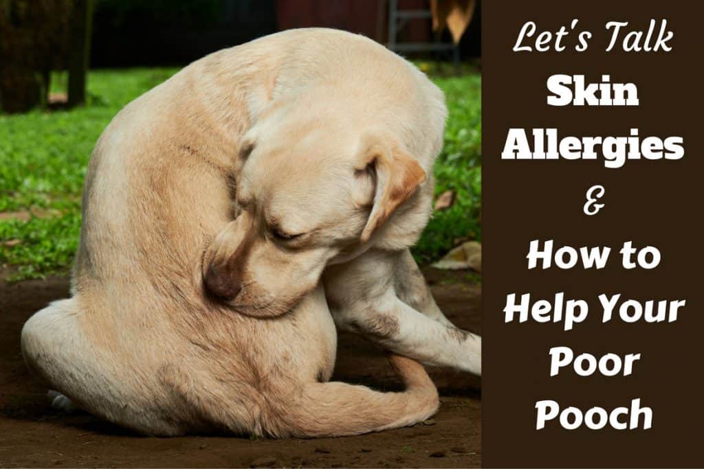 Understanding Dog Skin Allergies 