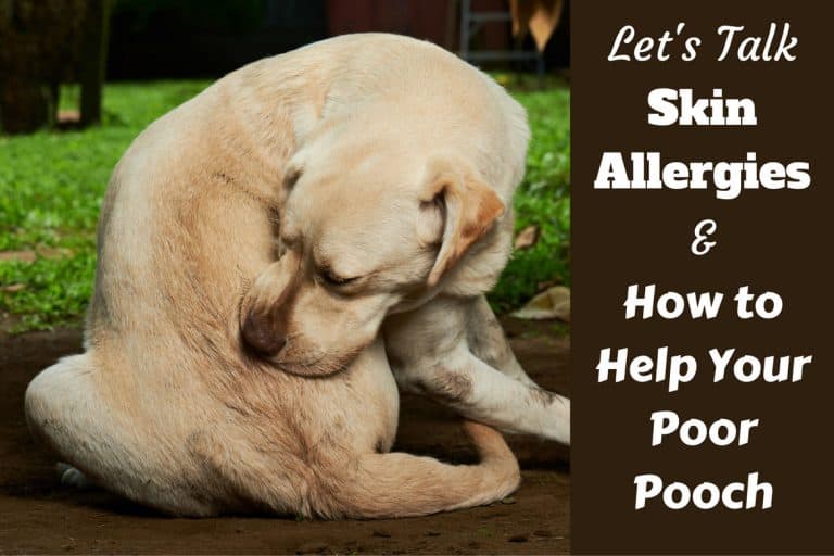 Understanding Dog Skin Allergies Remedies, Treatment and Skin Care Tips