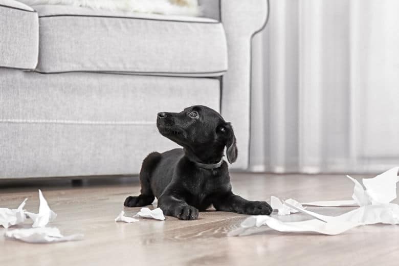 crate training puppy while working full time