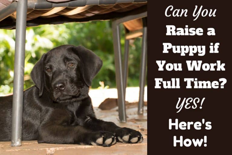 What to Do with Puppy While at Work on a Full Time Job