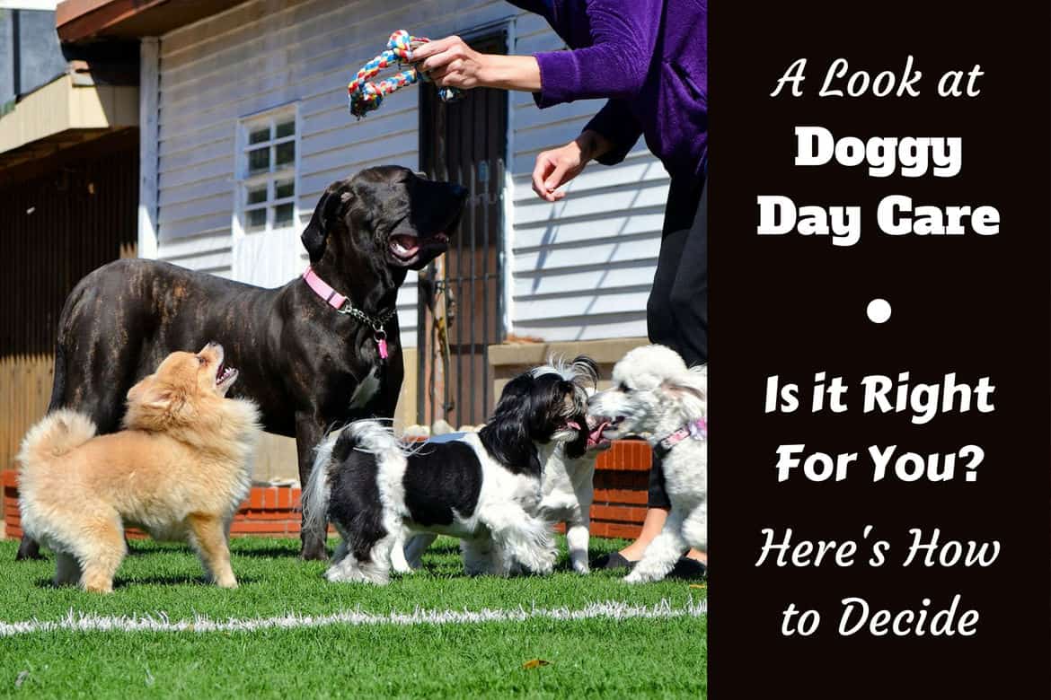 How Much Is A Dog Daycare at Mary Lakes blog