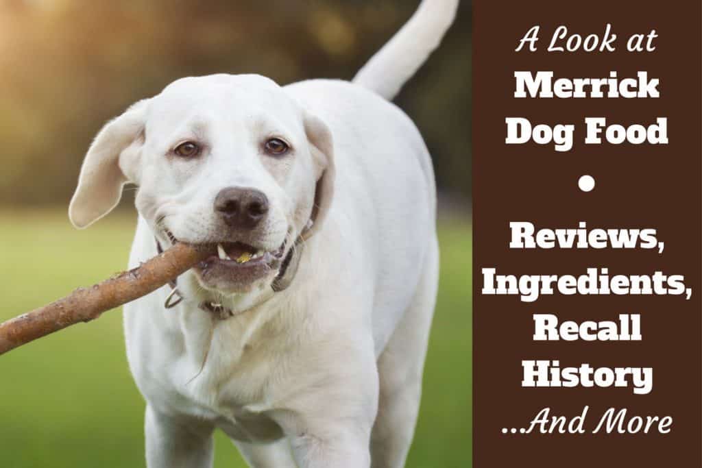 merrick dog food for skin allergies