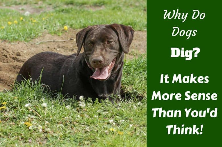 why do dogs dig in their beds why do dogs dig in their beds 28 images why do dogs dig in their beds this puppy why do dogs dig in their beds why do dogs dig in their beds 28 images why do dogs dig in their beds this puppy