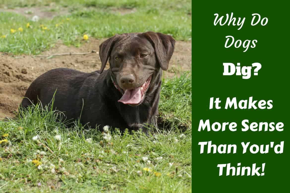 https://www.labradortraininghq.com/wp-content/uploads/2017/02/Why-do-dogs-dig-min.jpg