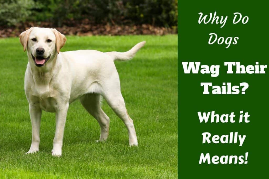 why do dogs wag their why do dogs wag their tails what it really means why do dogs wag their why do dogs wag their tails what it really means