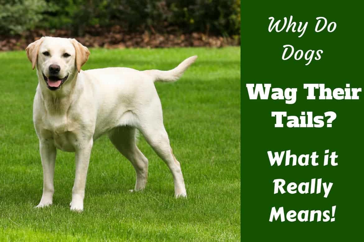 Wag deals and tails