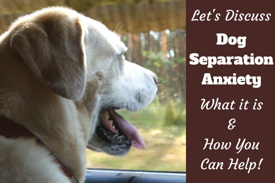 Toy Tips for Treating Separation Anxiety in Dogs