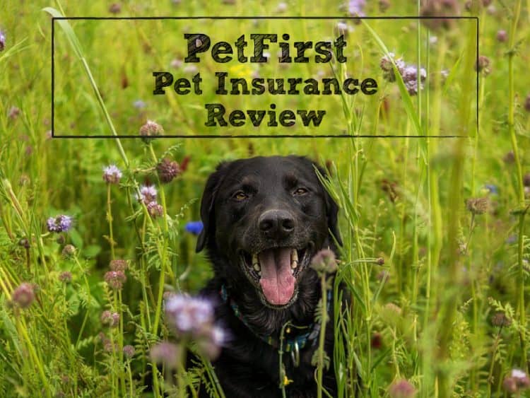 PetFirst Insurance Review: Great When You've Got 2 or More Pets