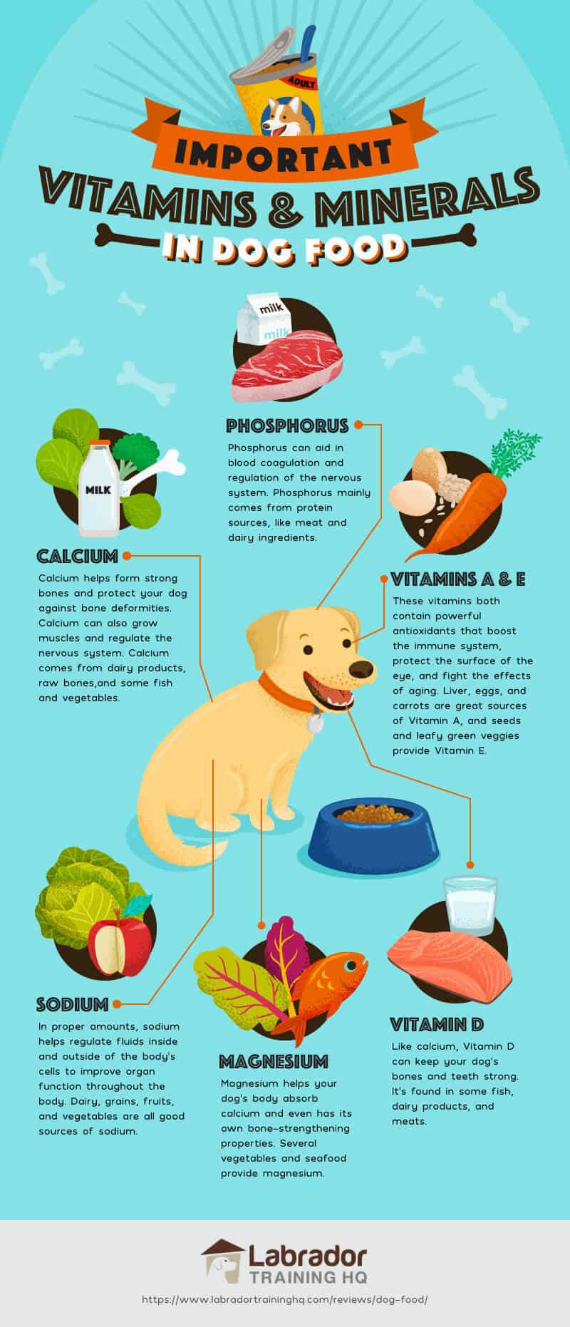 best dog food for terriers