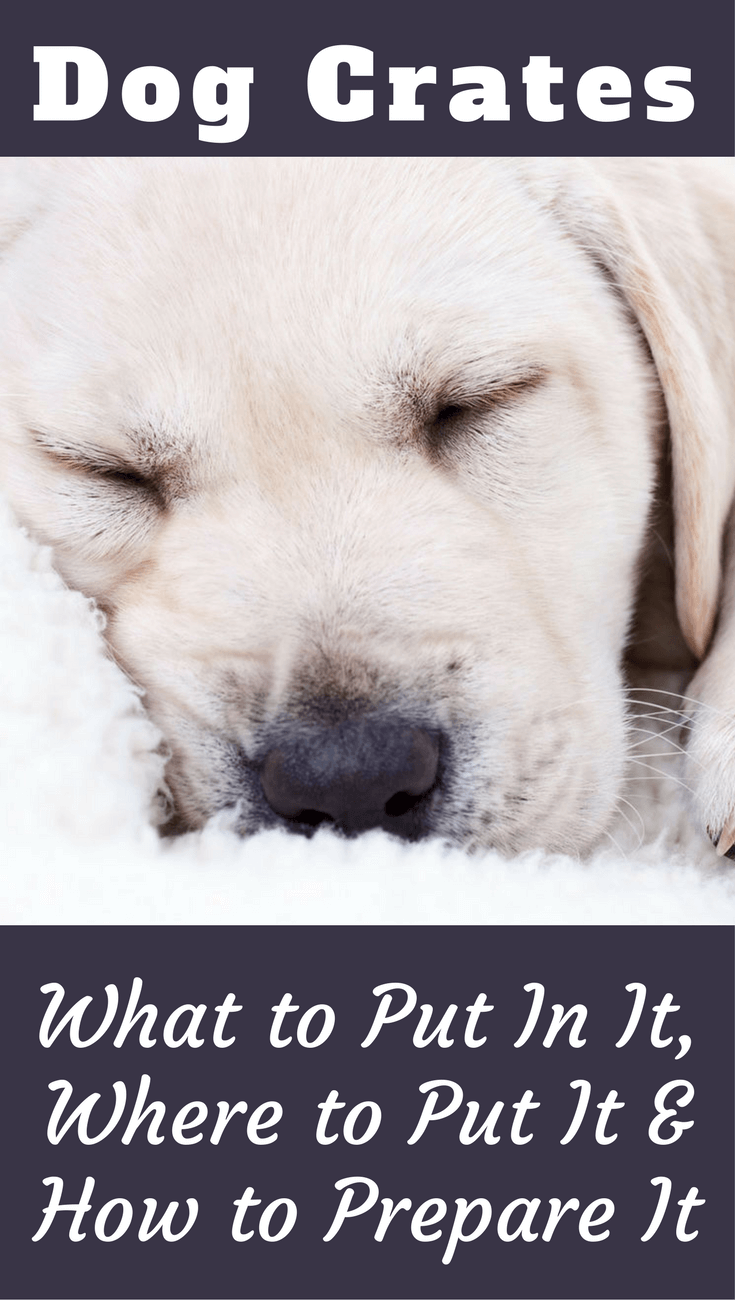 do you leave water in crate for puppy