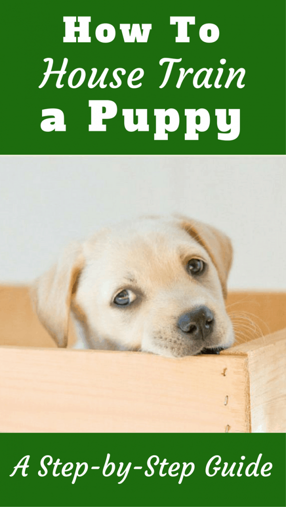 Keys to Successful House Training a Puppy (How to Dog Train Ultimate Guide)