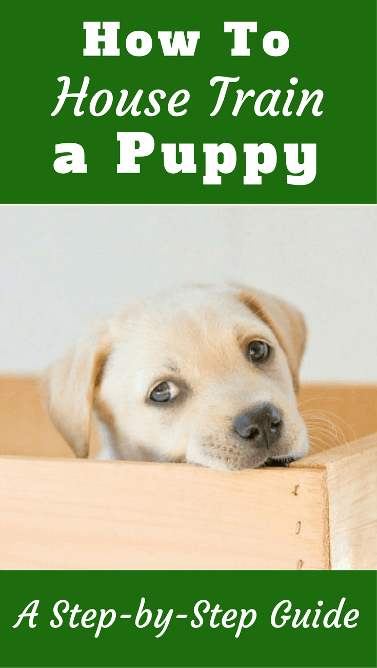 steps to potty training a puppy