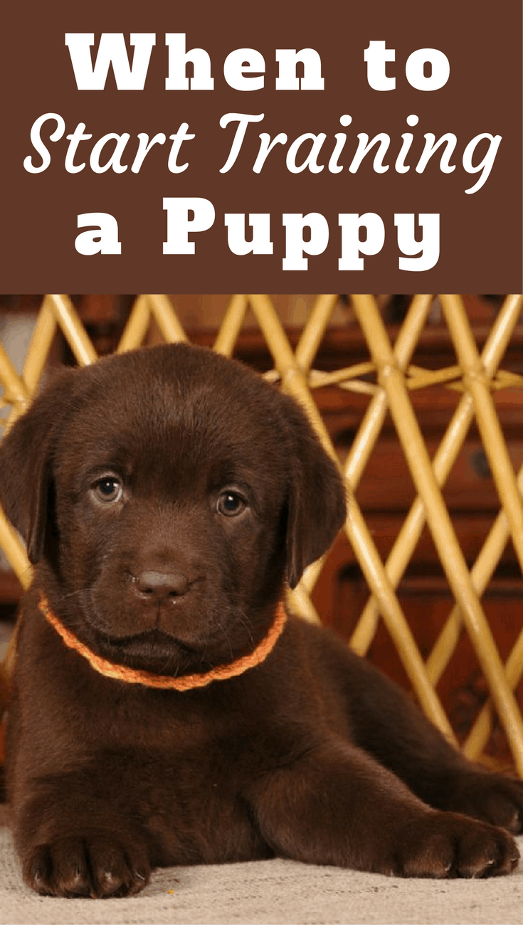 40 days labrador puppies