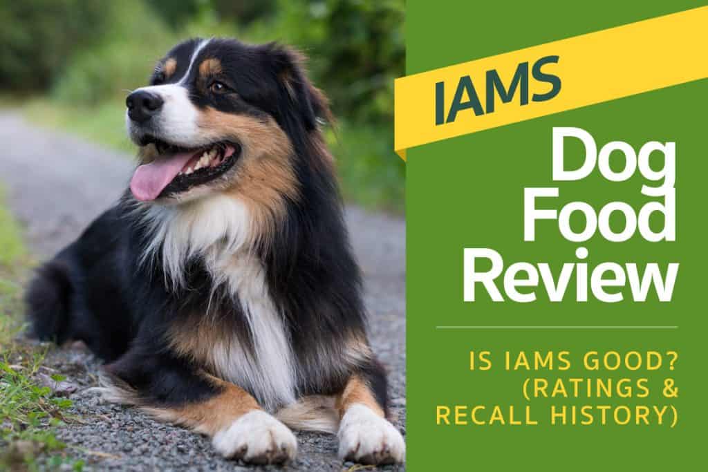 Iams Dog Food Review - Is Iams Good? (Ratings & Recall ...