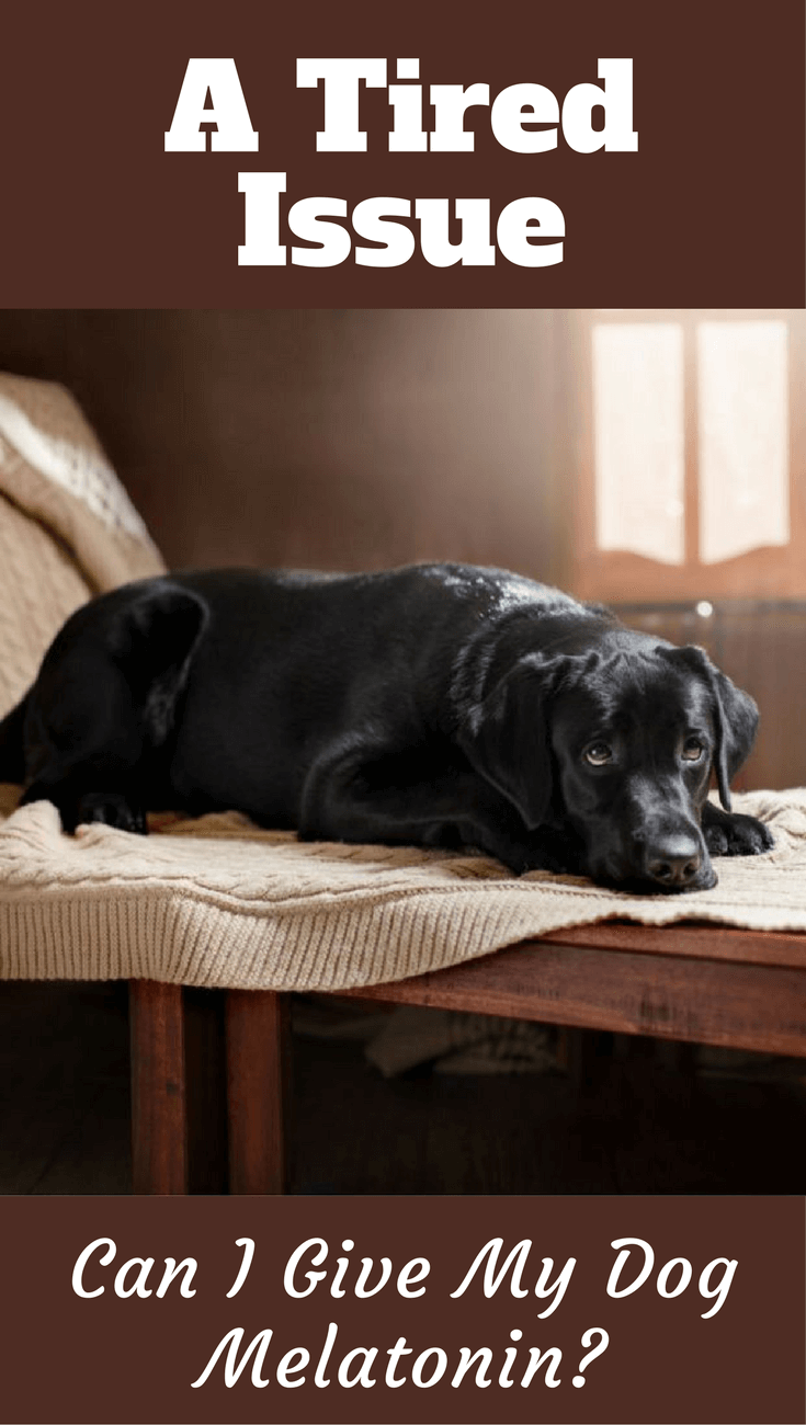 melatonin vs benadryl for dogs