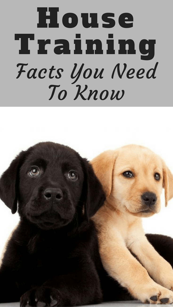 Basic Guide On House Training Puppies (Indoor and Outdoor ...