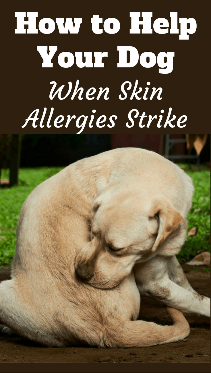 Understanding Dog Skin Allergies Remedies Treatment And Skin Care Tips