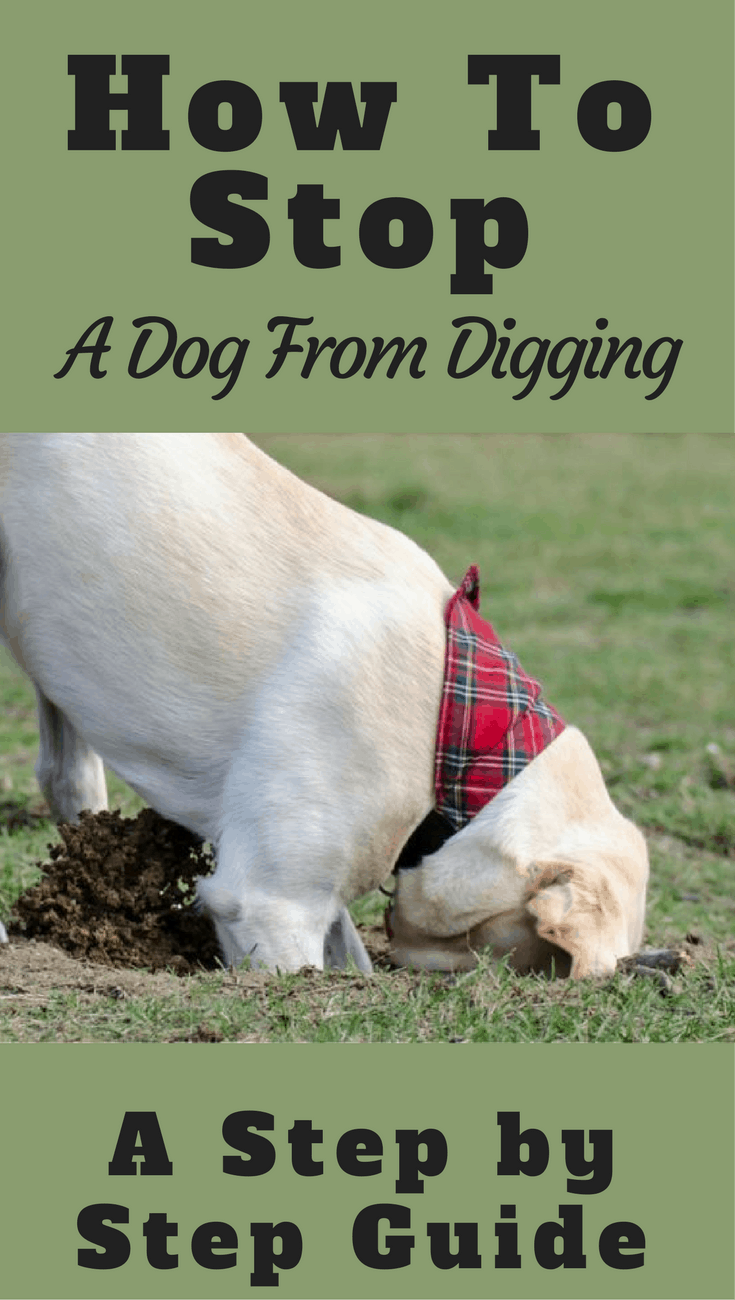 How To Stop A Dog From Digging A Step by Step Guide