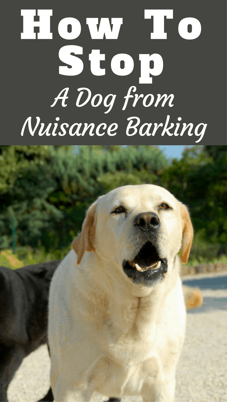 How to Stop a Dog from Barking Labrador Training HQ