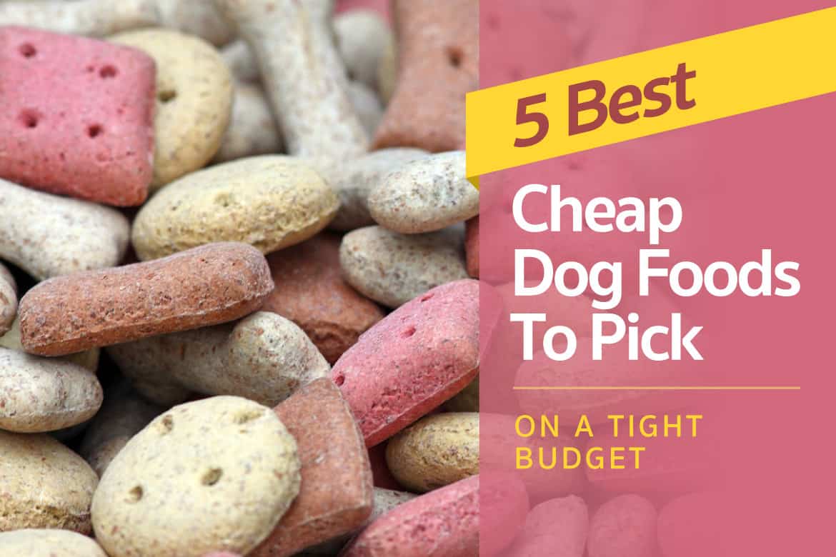 Whats The Best Cheap Dog Food
