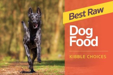 best kibble for dogs labrador hq everything labrador retriever best kibble for dogs labrador hq everything labrador retriever