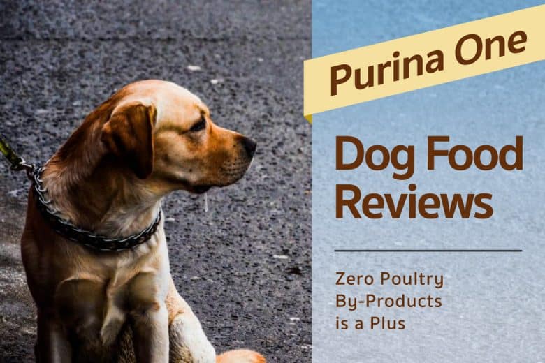 how does purina one dog food rate