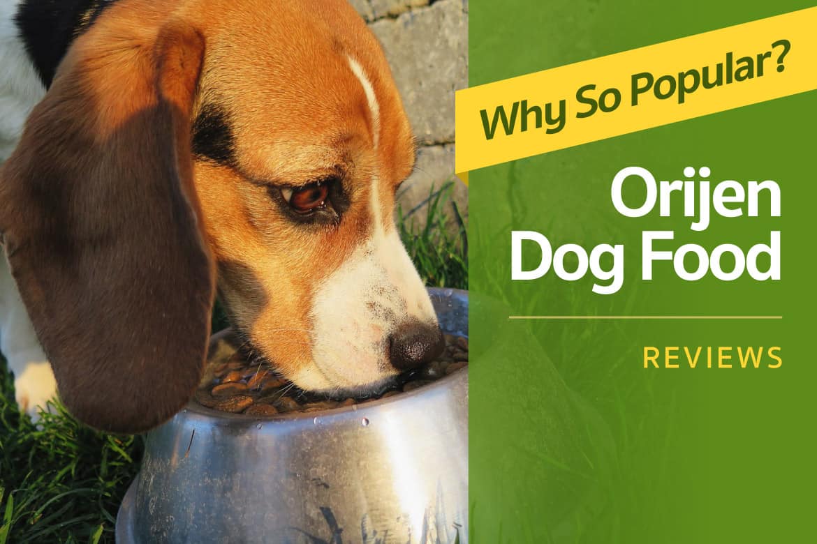 Orijen Dog Food Review Why is This Brand So Popular?